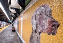Mosaics of Weimaraners by artist William Wegman are featured in NYC's redesigned 23rd Street subway station.