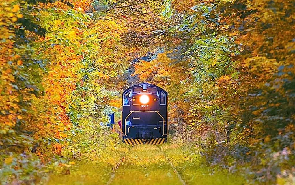 Woodland Scenics Model Railroad Landscape Foliage Late Fall Colors 