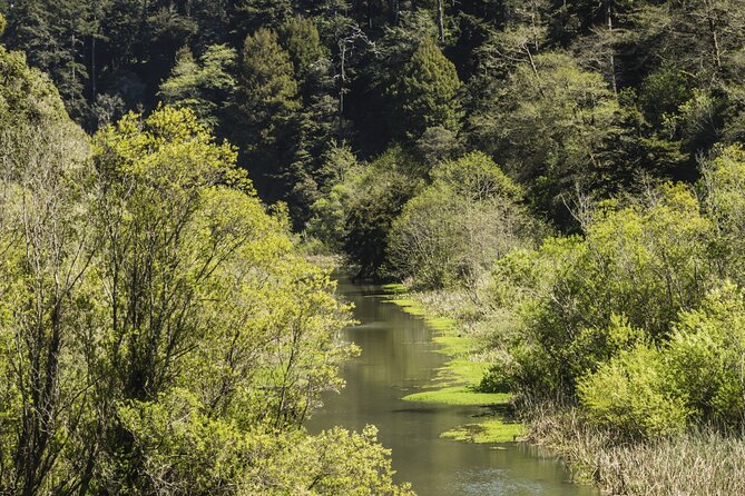 Skunk Train: Pudding Creek Express from Fort Bragg - Overview of the Experience