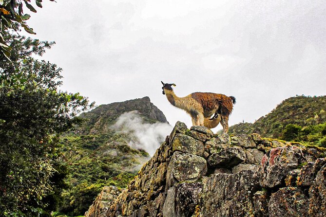 2 Days and 1 Night Machu Picchu Sunrise Tour by Train - Authentic Experiences and Authentic Reviews