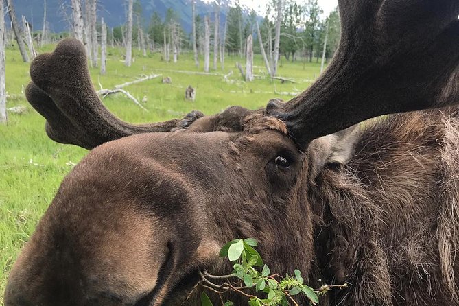 Bears, Trains & Icebergs Tour - What’s Included and What You Should Know