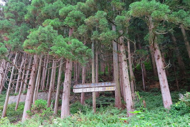 Day Trip Snow Monkey in Nagano from Tokyo by bullet train - Who Should Consider This Tour?