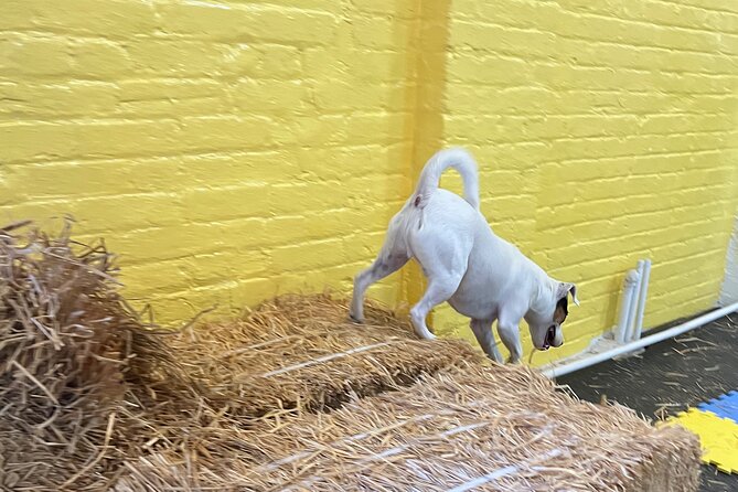 Hide & Seek Skills for Dogs at the Hay filled New York City Barn - Final thoughts