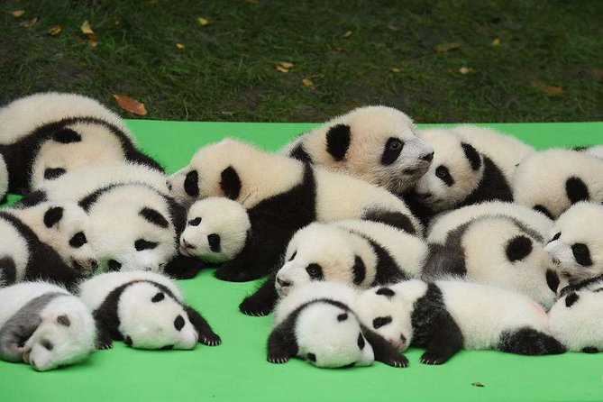 Private Chengdu Highlights Day Trip: Panda Base and City from Chongqing by Train - Key Points