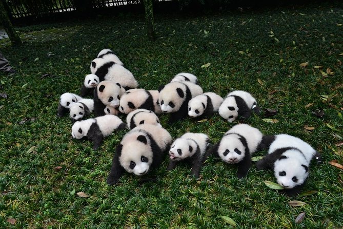 Private Chengdu Highlights Day Trip: Panda Base and City from Xi'an by Train - Who Should Consider This Tour