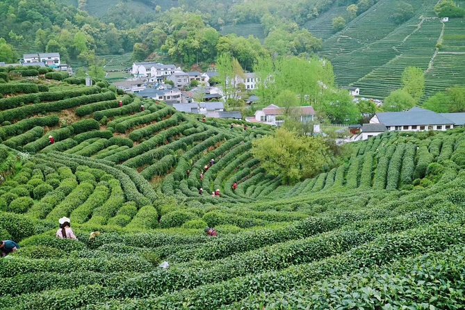 Private Hangzhou Day Tour from Shanghai by Bullet Train - Authentic Experiences and Genuine Reviews