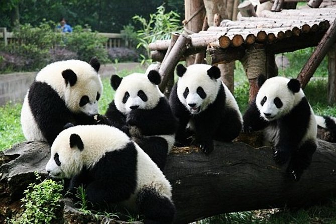 2-Day Chengdu Giant Panda ,Leshan Buddha Private Tour from Xi’an by Bullet Train - Authentic and Practical Insights
