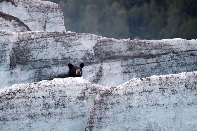 Bears, Trains & Icebergs Tour - Detailed Breakdown of the Itinerary