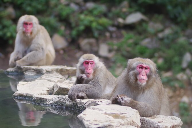 Day Trip Snow Monkey in Nagano from Tokyo by bullet train - FAQs