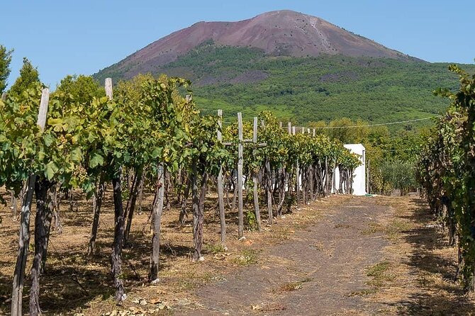 From Naples: Pompeii & Wine Tasting" Private Day Tour - The Vineyard & Wine Tasting