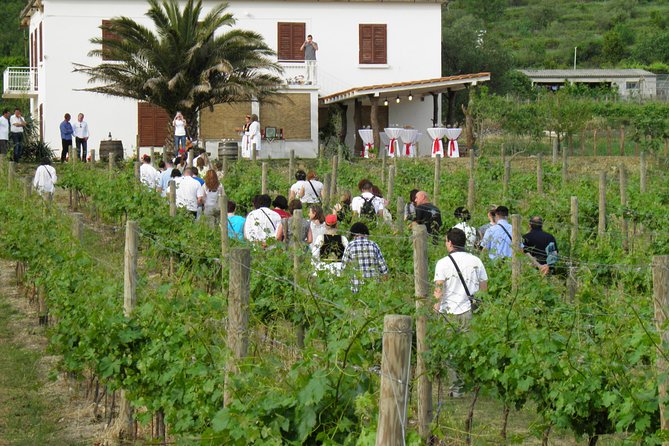 Konavle Valley Wine Tour from Dubrovnik with Train Ride and Wine Tasting - Practical Aspects and Tips