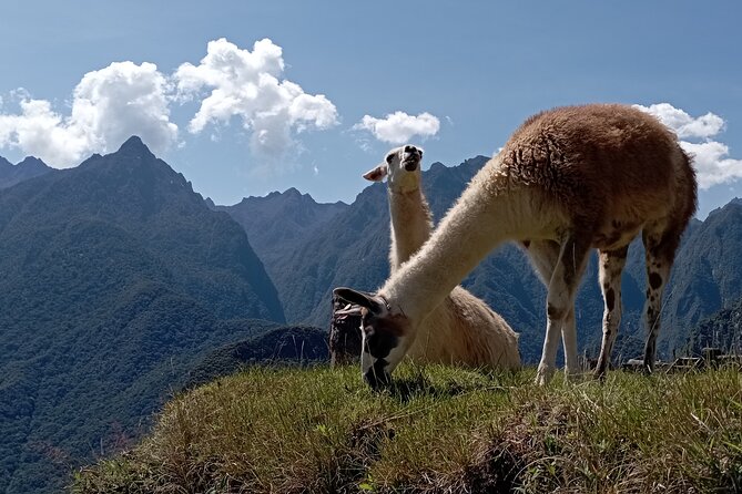 Machu Picchu Day Trip From Cusco By Panoramic Vistadome Train - FAQ