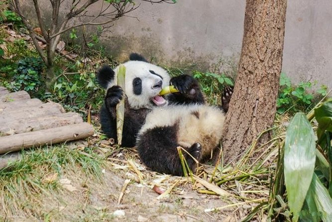 Private Chengdu Panda Breeding Center Day Trip With From Xi'an By Bullet Train - Final Thoughts