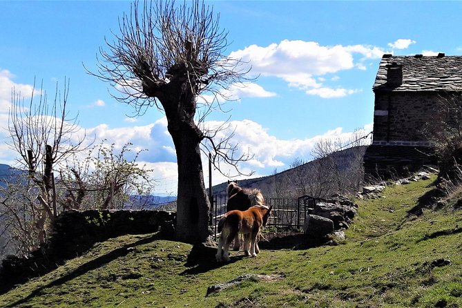 Pyrenees Private Tour from Barcelona with Easy Hike & Cogwheel Train - How the Logistics Play Out