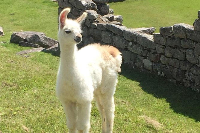 Sacred Valley and Machu Picchu 2 days - Who Should Consider This Tour?