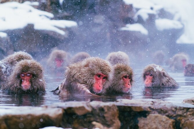 Day Trip Snow Monkey in Nagano from Tokyo by bullet train - Practical Considerations and Tips