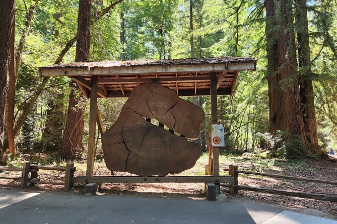 Train Ride Adventure through Mother Natures Giant Redwoods Park - The Sum Up