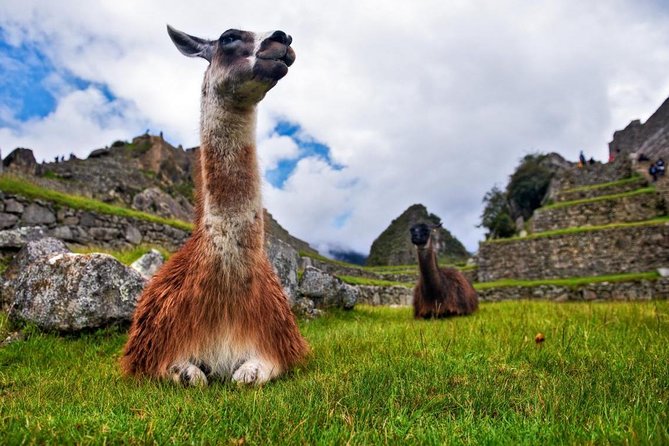 Machu By Train (Day Trip) - The Authentic Experience: What Travelers Say