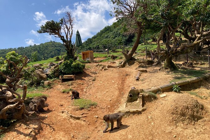 West Kyoto & Arashiyama: Walking 1Day Tour w/Matcha & Calligraphy - Final Thoughts