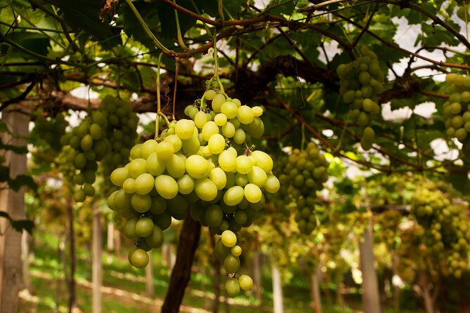 Wine Taste Tour With Maria Fumaça Train Ride - Final Thoughts