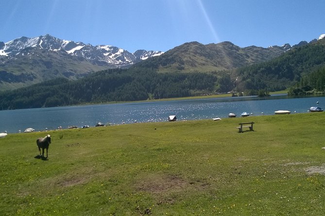 Private tour to Bernina train & Lake Como. Hotel pick-up - Who Is This Tour Best For?