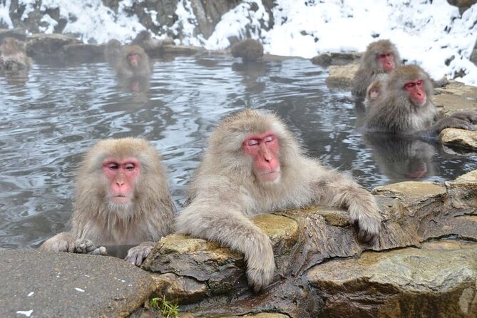 Day Trip Snow Monkey in Nagano from Tokyo by bullet train - Key Points
