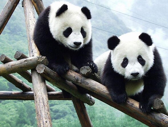 Private Chengdu Highlights Day Trip: Panda Base and City from Chongqing by Train - Key Points