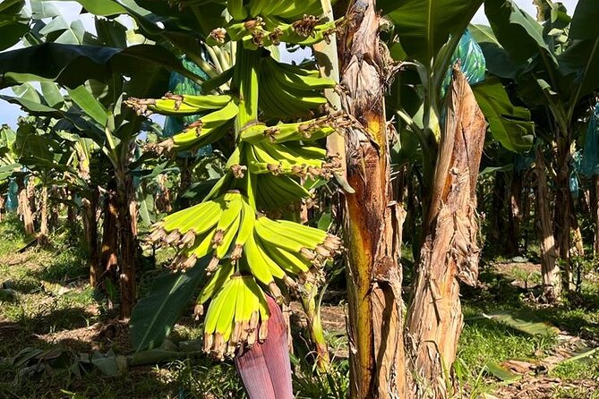 Small train tour of a banana farm in Martinique - Key Points