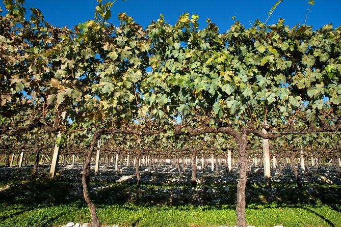 Wine Taste Tour With Maria Fumaça Train Ride - Key Points