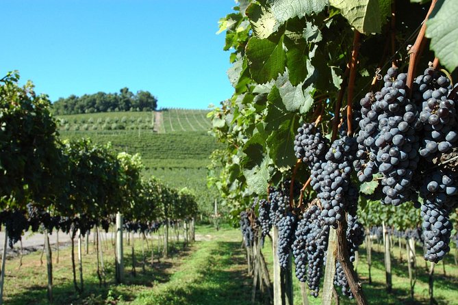 Wineries of the South, Maria Fumaça Train and Italian Epic Park - Authentic Feedback from Travelers